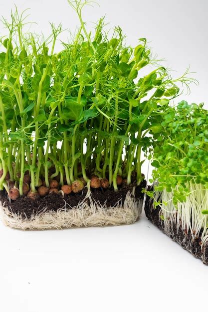 Un Microgreen Es Un Vegetal Verde Joven Un Microgreen O Sprouts Son