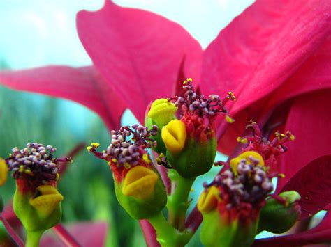 Poinsettia Buds Tomada En San Salvador El Salvador Taken Flickr