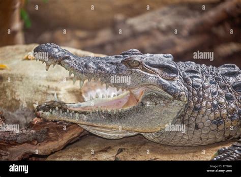 Philippine Crocodile Banque Dimage Et Photos Alamy