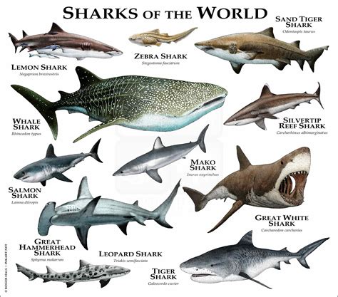 Sharks of the World Poster Print - inkart