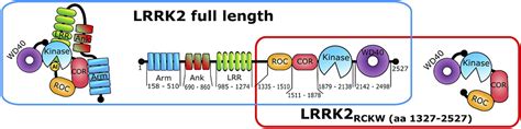 Conformation And Dynamics Of The Kinase Domain Drive Subcellular