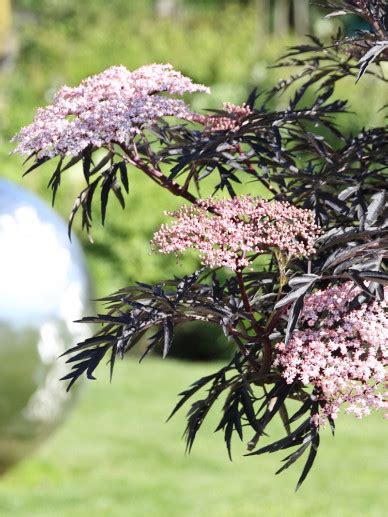 Sambucus Nigra Black Lace Gewone Vlier Bloemenpark Appeltern