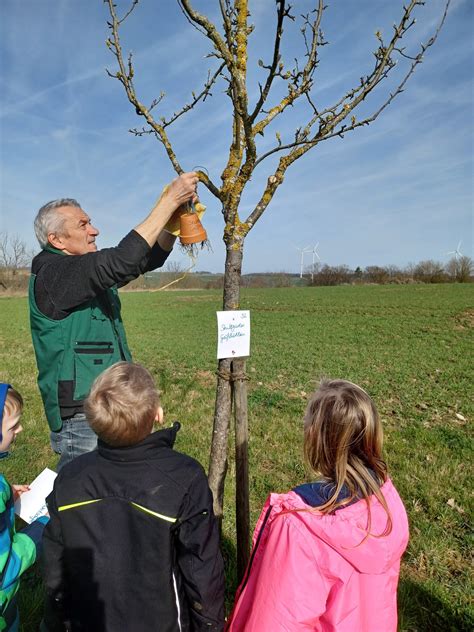 Unterricht Auf Streuobstwiese Unterk Nfte F R Ohrenzwicker Geschaffen