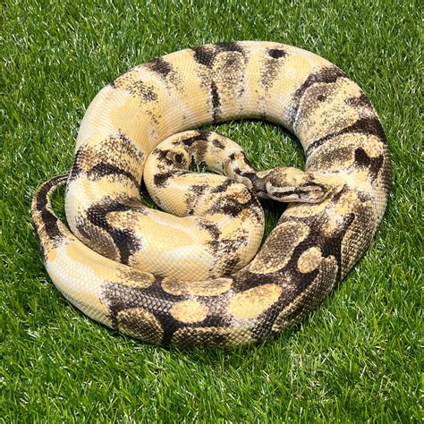 Paradox Albino 100 Vpi Axanthic Ball Python By Queen City Exotics