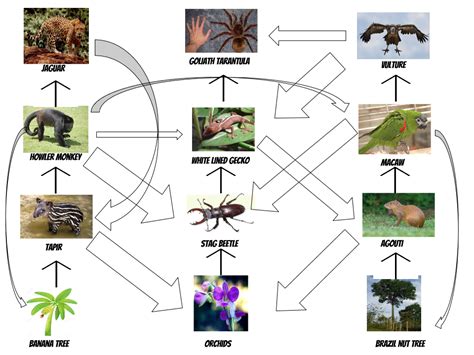 Food Webschains Tropical Rainforest
