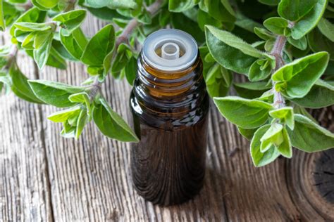 6 Benefits Of Oregano Essential Oil Natures Antibiotic Helps With