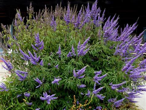 Growing The Shoal Creek Chaste Tree Vitex Agnus Castus Perennial