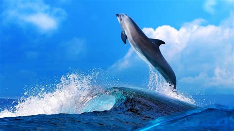 🔥 [50+] Dolphin Wallpapers Windows 10 | WallpaperSafari