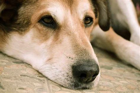 Perro Triste Causas Signos Y Como Remediar La Tristeza En Los Perros