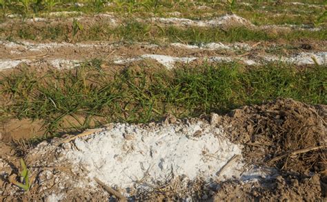 Chaux Vive Les Conseils Pour Bien L Utiliser Au Jardin