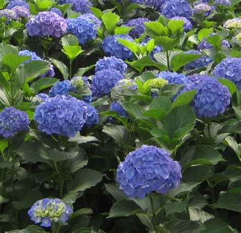 White Swan Homes and Gardens: Blue Hydrangeas