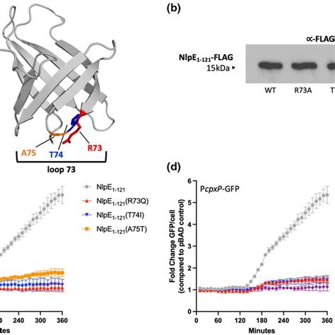 Mutations In Nlpe Loop Strongly Impair Signaling To Cpx A Nlpe