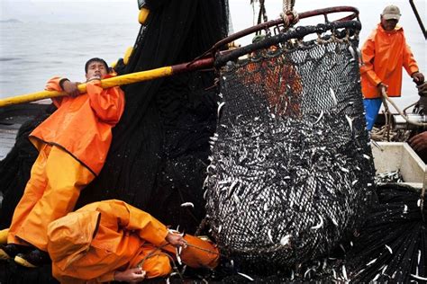 Impact of Overfishing | GreenStories