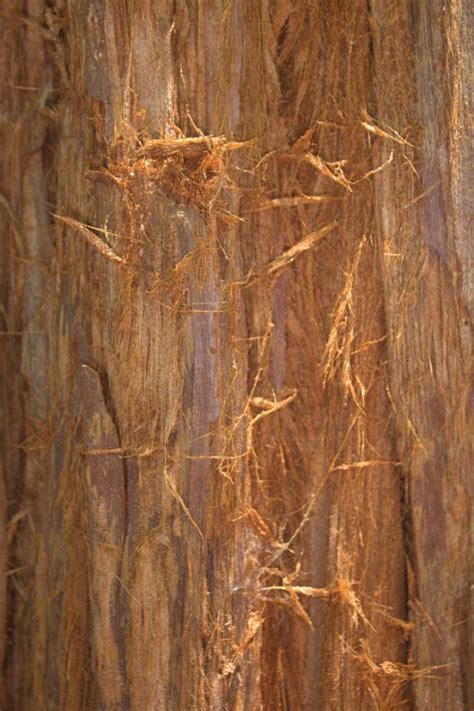 Eastern Redwood Bark By Jdwines On Youpic