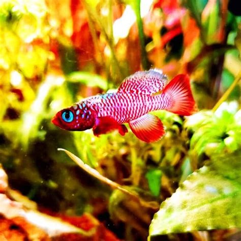 The 39 Most Colorful Freshwater Aquarium Fish Aquanswers