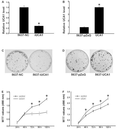 Uca1 Promotes Proliferation Of 5637 Cells A Establishment Of Uca1