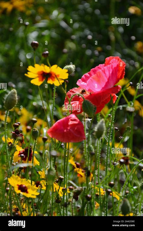 Red Field Poppies Papaver Rhoeas And Coreopsis Grandiflora Helios In