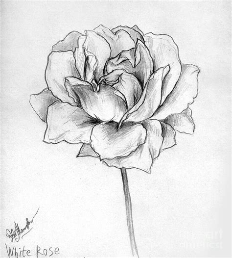 Black And White Rose Pencil Drawing