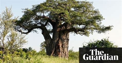 Giant African Baobab Trees: A Natural Wonder