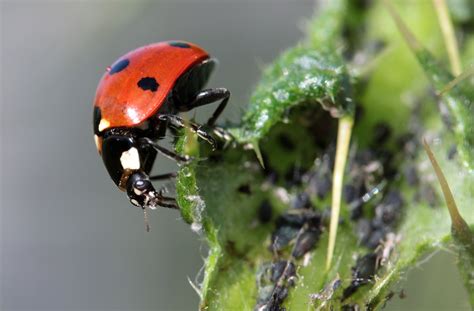 Plan Maison Pour Coccinelle Ventana Blog