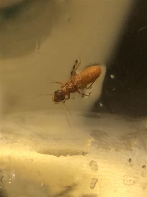 Is this a termite? Male or female? About 1cm long. : r/whatsthisbug