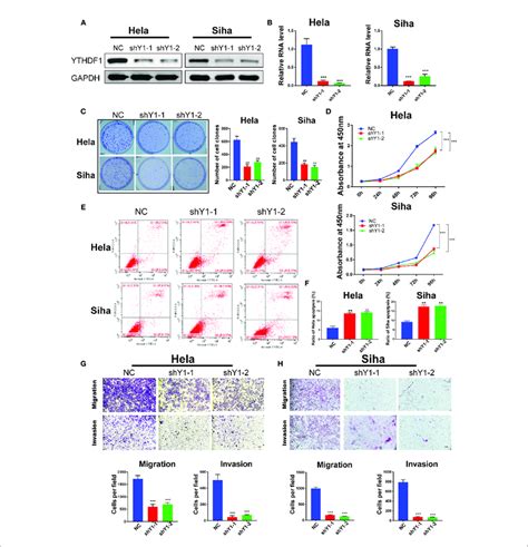 Ythdf1 Regulates The Proliferation Apoptosis Migration And Invasion Download Scientific