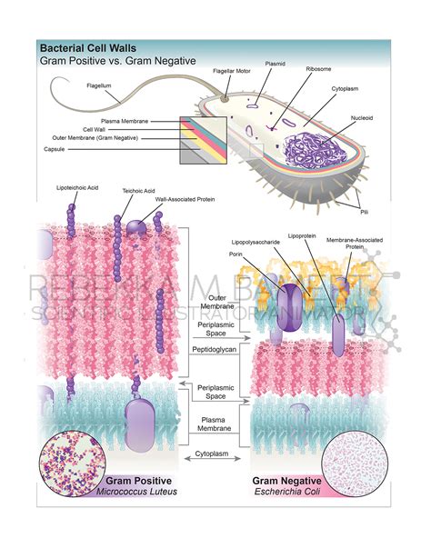 Gram Positive Vs Gram Negative Cell Wall