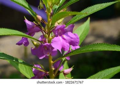 97 Impatiens Balsamina Linn Images Stock Photos Vectors Shutterstock