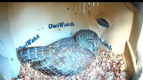 Owlwatch Barred Owl Nest Youtube