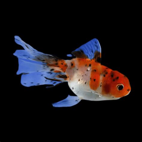 Calico Oranda Goldfish Carassius Auratus Sims Tropical Fish