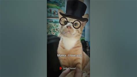 Talking Cat Says I Love You Shorts Catsvideo Kucinglucu Shortsfeed