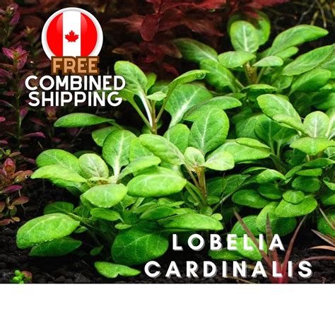 Lobelia Cardinalis