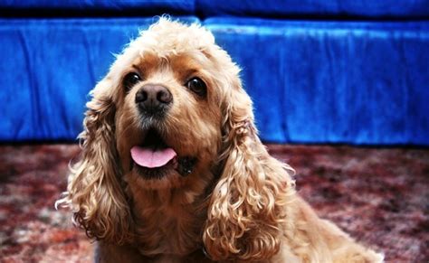 American Cocker Spaniel Charakter Erziehung Gesundheit Preis