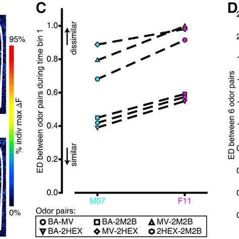 Sex Differences In The Contrast Between The Primary Sensory Download Scientific Diagram