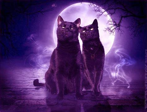 Paganspiritualityfantasy Crazy Cat Lady Crazy Cats Purple Cat Wow