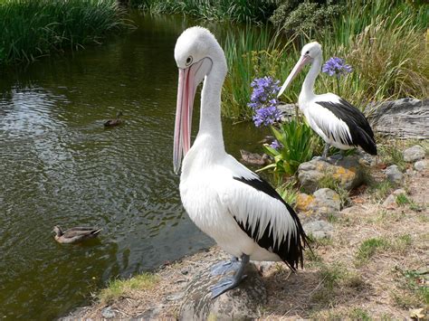 Habitat - The Australian Pelican