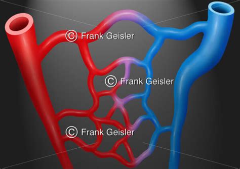 Blutgef E Arterien Mit Arteriolen Und Venen Mit Venolen Sowie