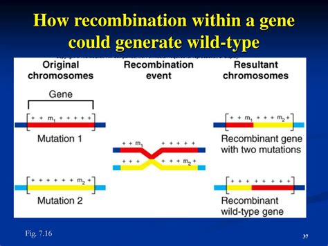 Ppt Anatomy And Function Of A Gene Powerpoint Presentation Free