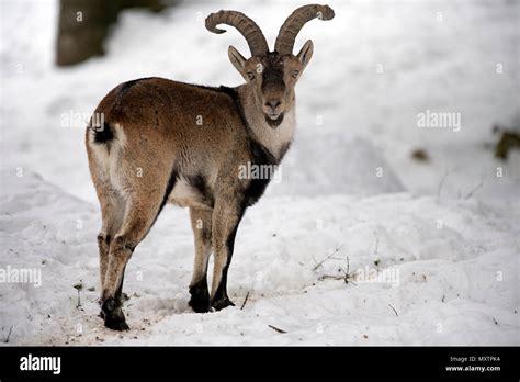 Pyrenean ibex hi-res stock photography and images - Alamy