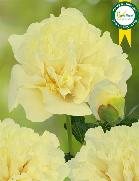 Peony Vanilla Schnapps Mid Green Works Specialist In Peonies