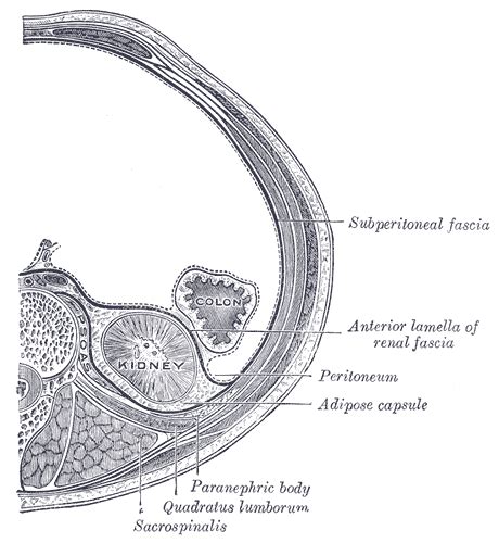 Coelomic Cavity Development Embryology