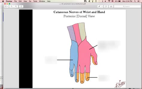 Dorsal Hand Cutaneous Innervation Diagram Quizlet