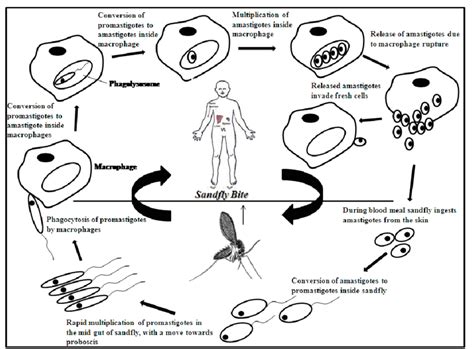 Life Cycle Of Leishmania Parasite Download Scientific Diagram