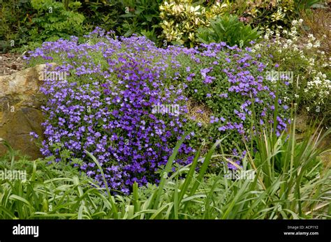 Common Aubrieta Hi Res Stock Photography And Images Alamy