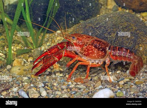 Louisiana Red Crayfish Red Swamp Crayfish Louisiana Swamp Crayfish