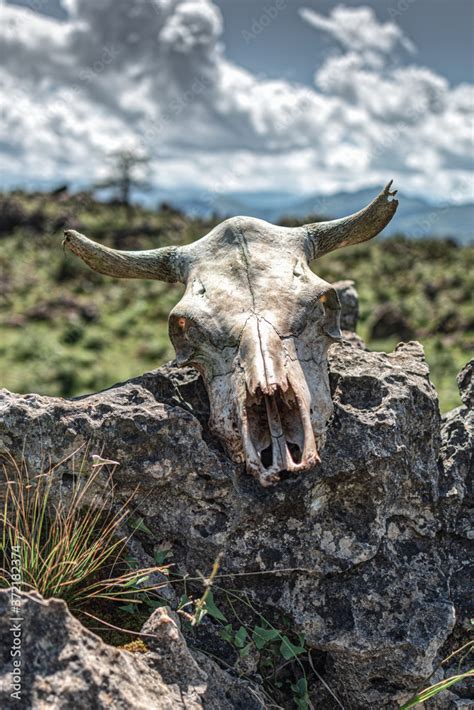 Fototapeta Premium Cráneo De Vaca Sobre Una Piedra ó Esqueleto De La