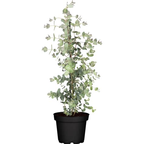 Eukalyptus Busch Topf Ø ca 17 cm Eucalyptus kaufen bei OBI