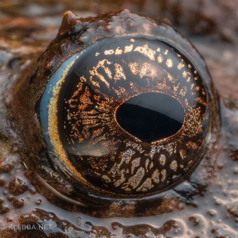 Mysterious Eye In Septimo Paraiso Cloud Forest