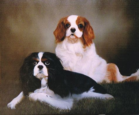 Two Dogs Painting at PaintingValley.com | Explore collection of Two Dogs Painting