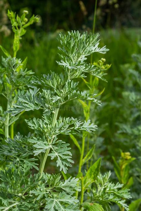 Wormwood Artemisia Absinthium In Garden Wormwood Plant Used For Herbal